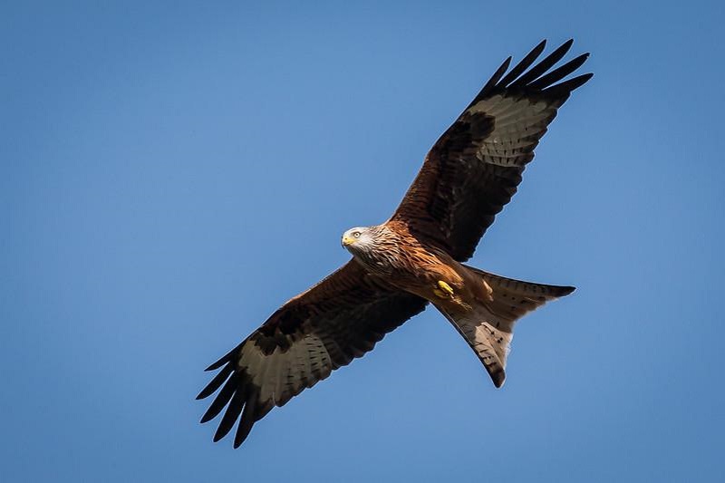 Red Kite