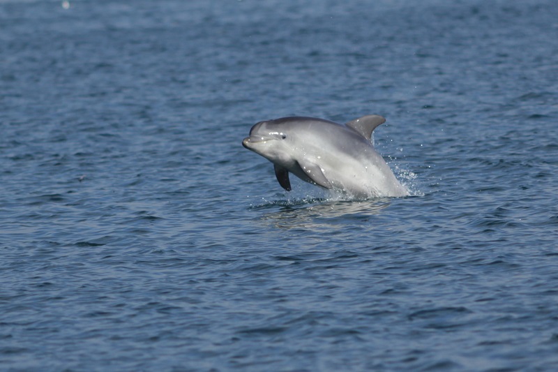 Bottlenose Dolphin 