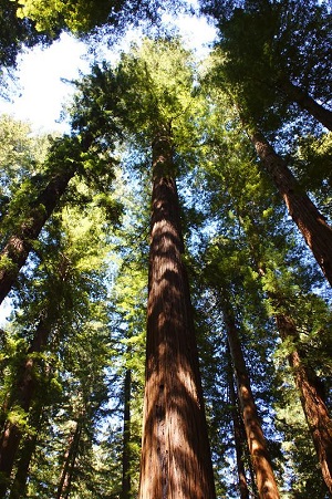 California Redwood 
