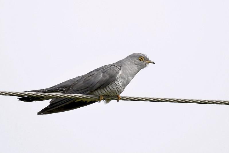 European Cuckoo 