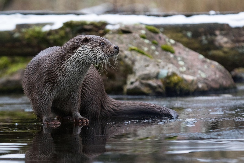 European Otter