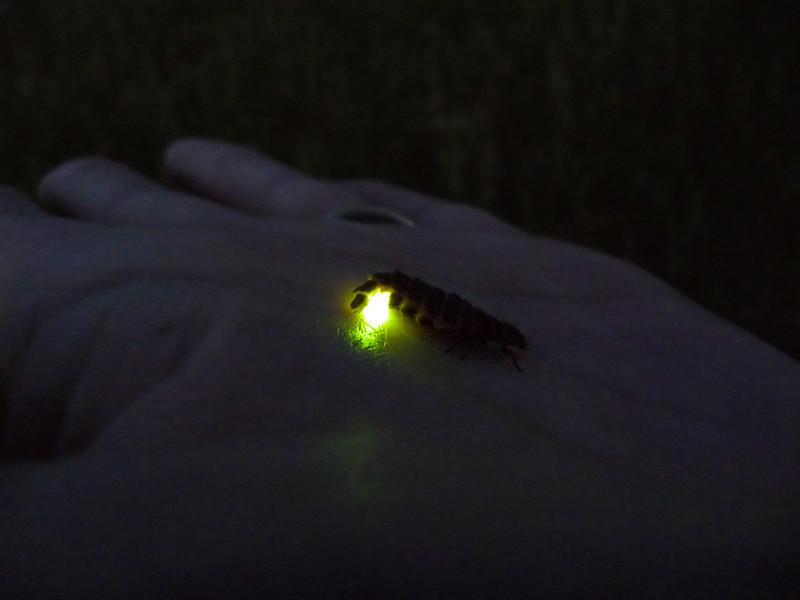 Glow-Worm 