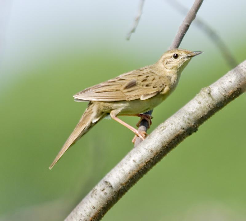 Grasshopper Warbler