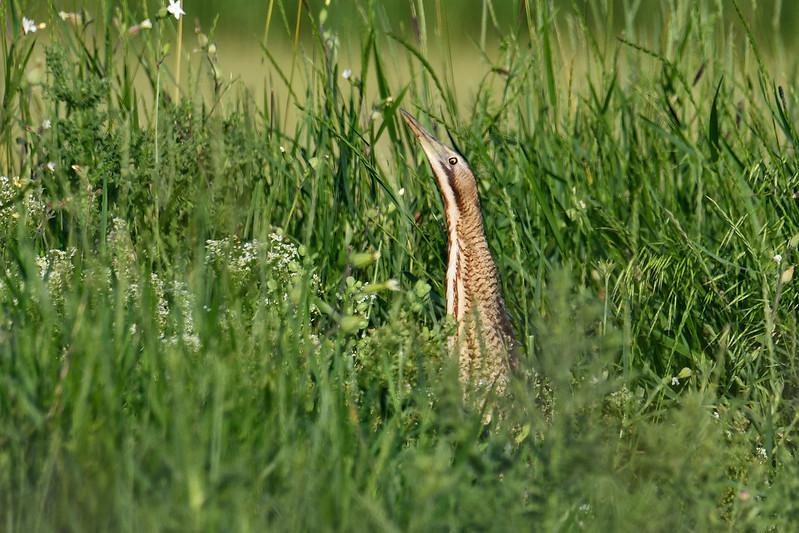 Great Bittern