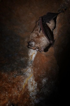 Greater Horseshoe Bat