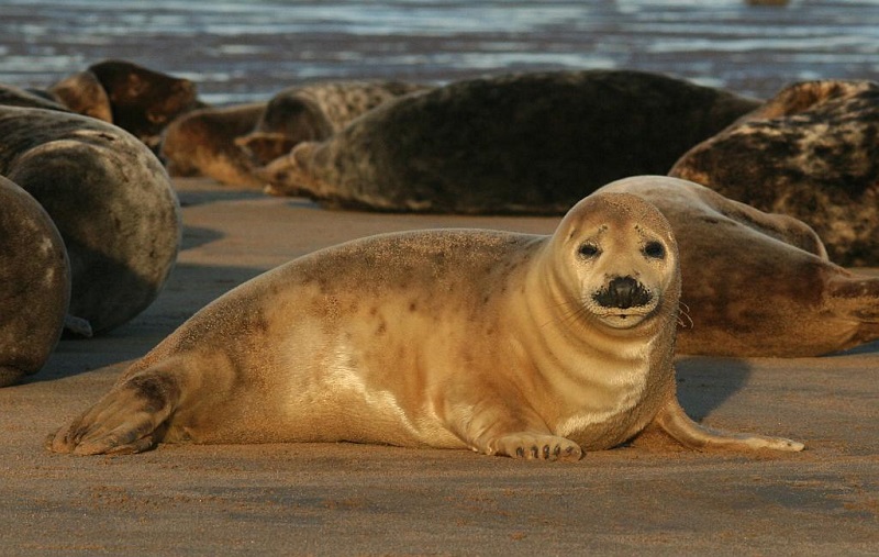 Grey Seal Colony 