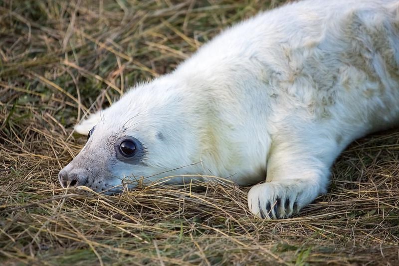 Grey Seal Pup Photo Credit: Derek Parker on Flickr