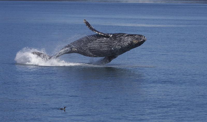 Humpback Whale