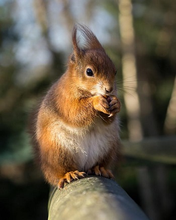 Red Squirrel 