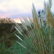 Great british coast shingle street biodiversity