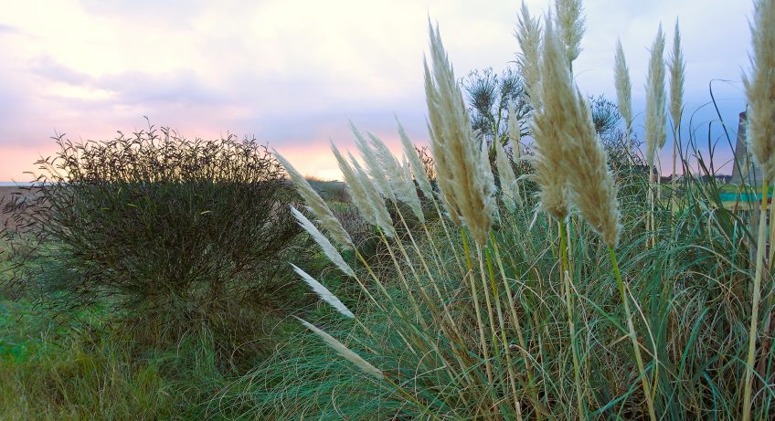 Great british coast shingle street biodiversity