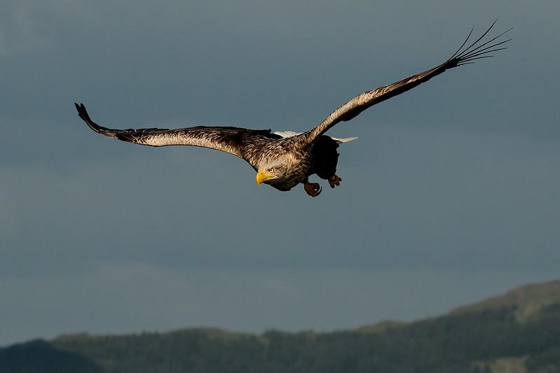 White-Tailed Eagle | Photo Credit: James West on Flickr