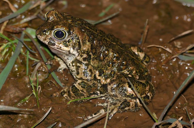 Natterjack Toad 