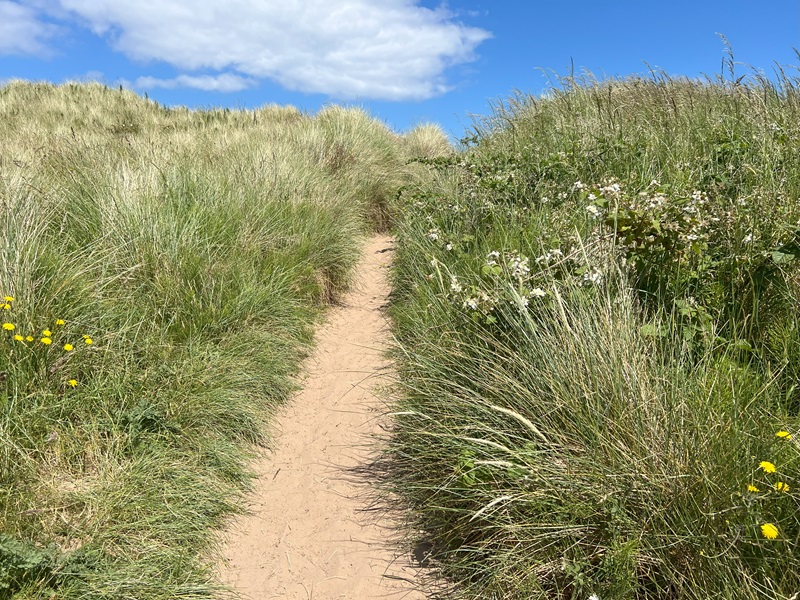 sand dunes bamburgh