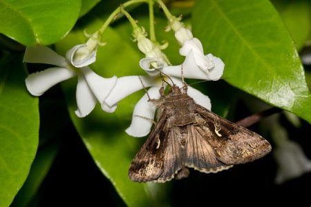 Bugs and Insects - Great British Coast