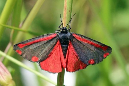 Bugs and Insects - Great British Coast