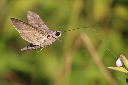 Bugs and Insects - Great British Coast