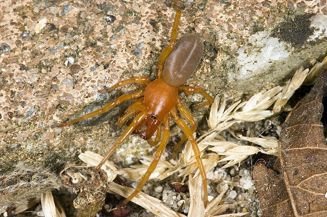 Woodlouse Spider Dysdera-crocata