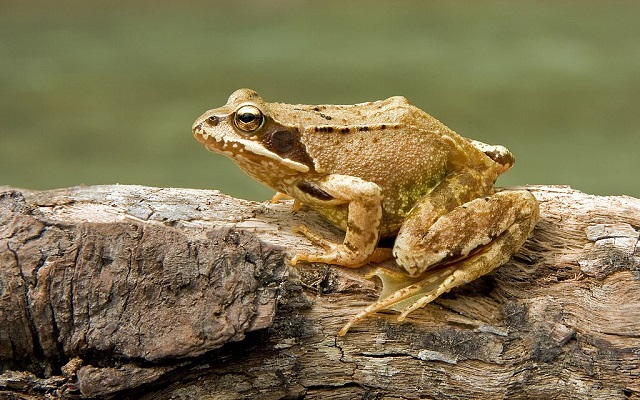 Rana temporaria Common Frog
