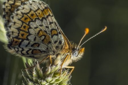 Bugs and Insects - Great British Coast