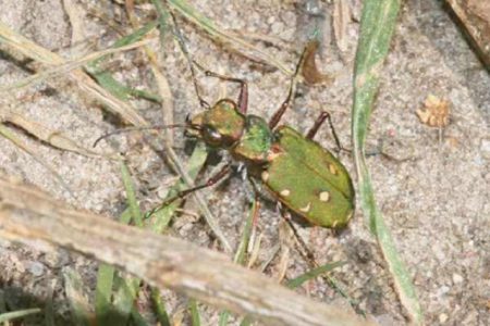 Bugs and Insects - Great British Coast