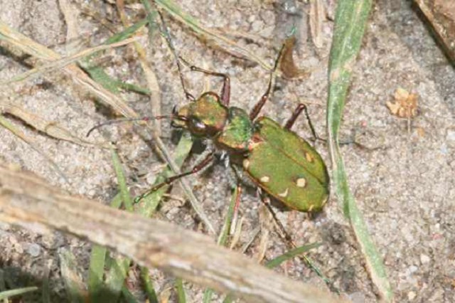 Green Tiger Beetle Cicindela campestris 