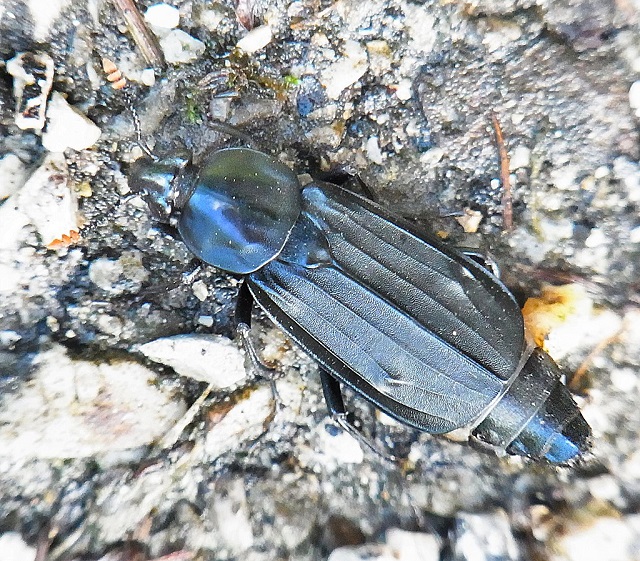 Shore Sexton Beetle Necrodes littoralis 