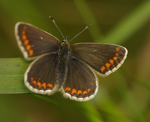 Northern brown argus butterfly