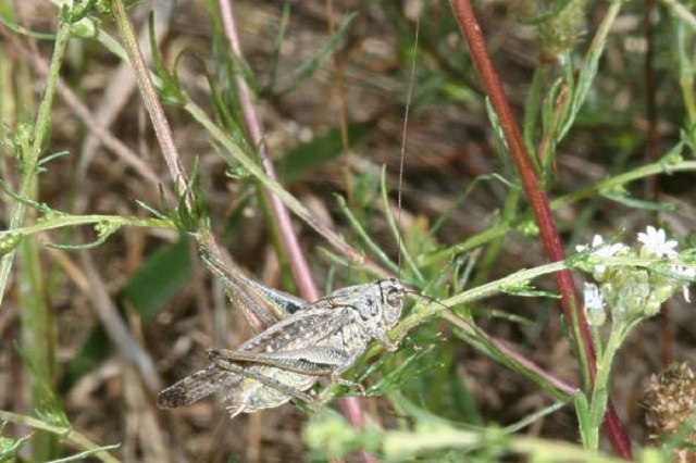 Platycleis albopunctata Grey Bush Cricket