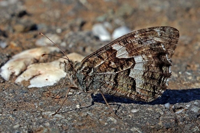 Rock_grayling is a butterfly which can be seen also on the British Coast.