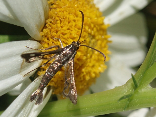 Thrift Clearwing moth