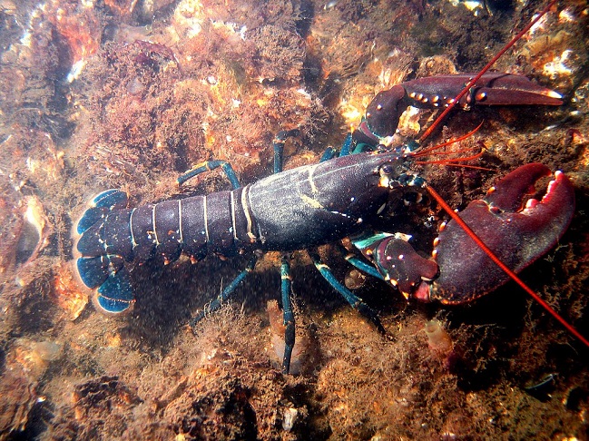  common lobster 