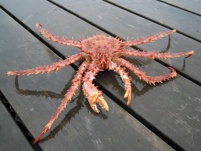 Lithodes maja, the Norway king crab, is a species of king crab which occurs in colder North Atlantic waters off Europe and North America.