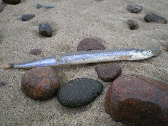 Ammodytes tobianus Lesser Sand Eel