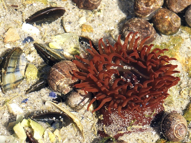 Actinia-equina