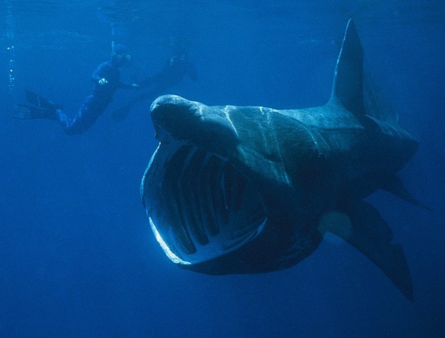 Basking-Shark