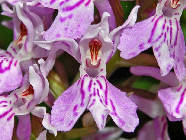 Orchidaceae_-_Dactylorhiza_maculata
