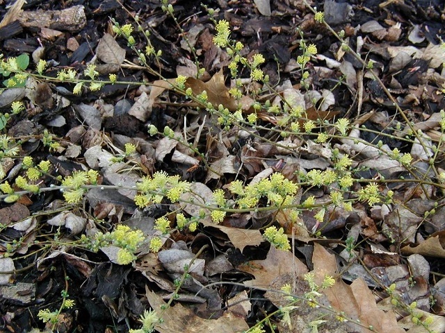 Salix-repens-coastal plant