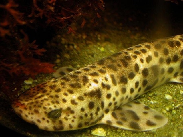 Scyliorhinus stellaris-fish