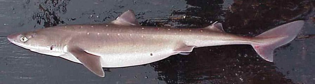 Spurdog Shark