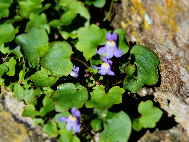 ivy-leaved-toadflax