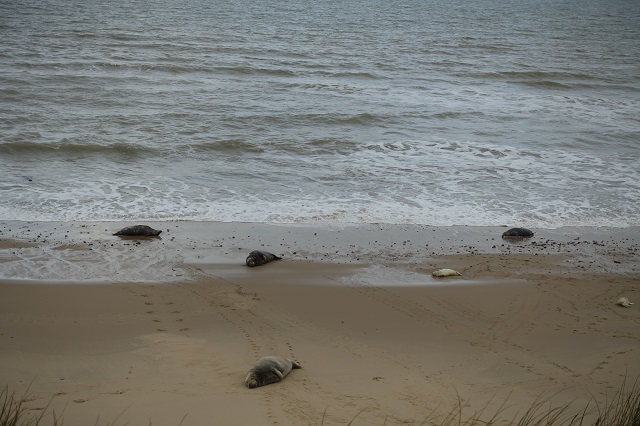 Horsey Grey Seal