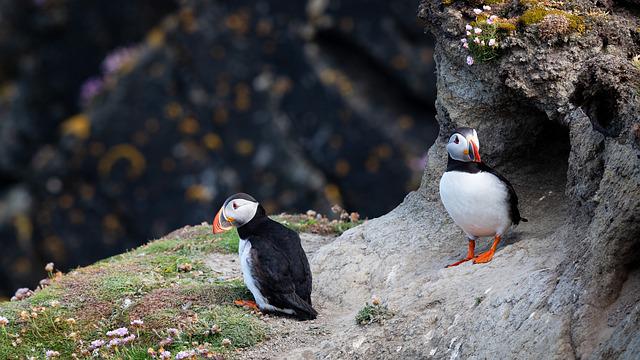 puffins on shetland islands