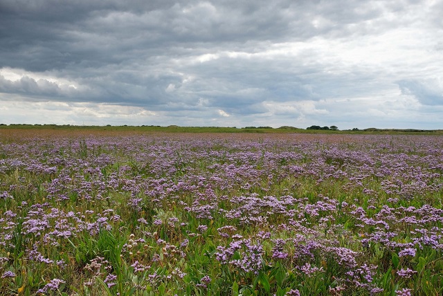 sea lavender saltmarsh 