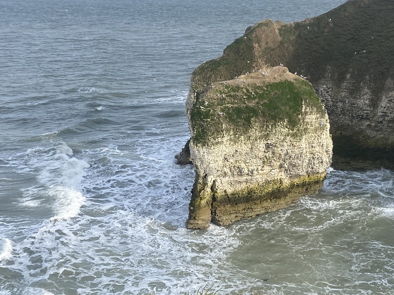 Flamborough Head Birds on Rock