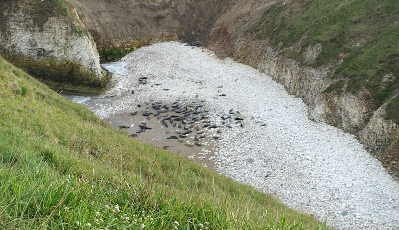 Flamborough Head-yorkshire-coast-seals