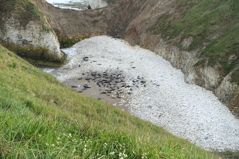 Flamborough Head-yorkshire-coast-seals