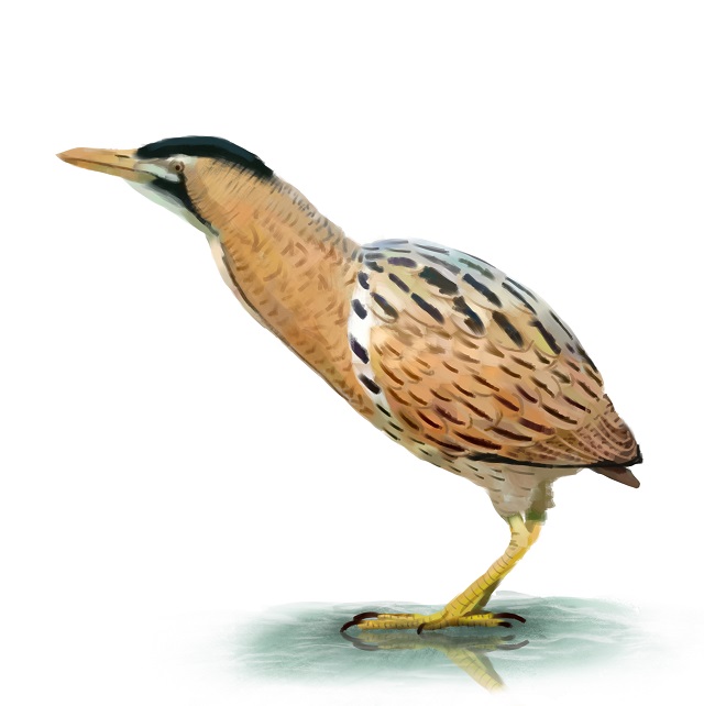  eurasian bittern