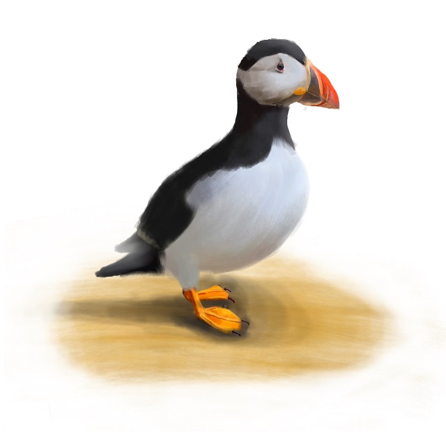 atlantic puffin