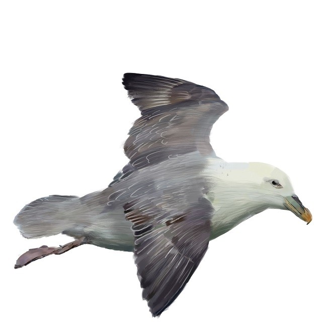 northern fulmar